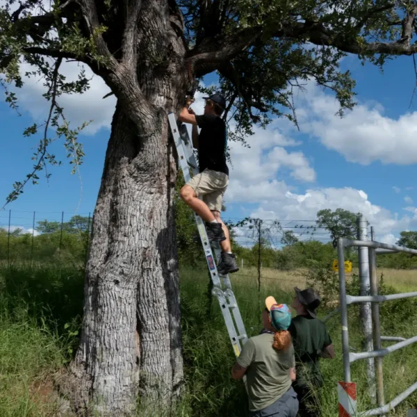 Gallery - Conservation