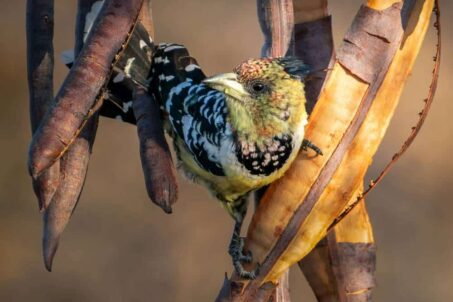 Gallery - Crested Barbet