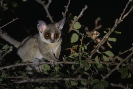 Gallery - Lesser Bushbaby