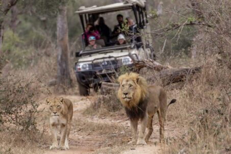 Gallery - Lions on drive