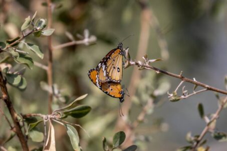 Gallery - Macro butterfly