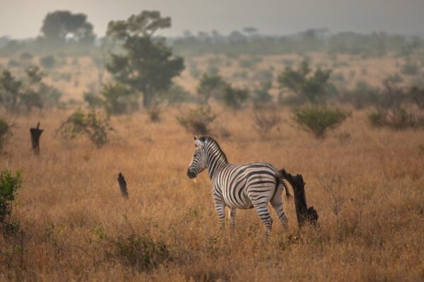 Gallery - Zebra Gallery - Zebra
