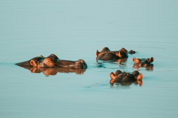 Hippos Hippos