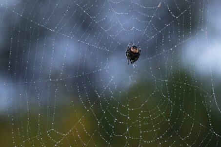 Macro Spider
