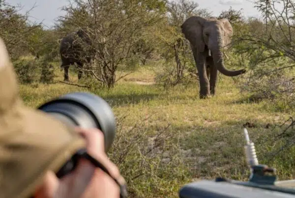 a photographer taking photos of elephants