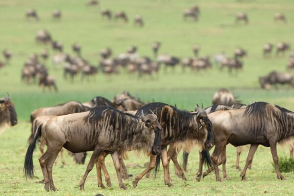 Wildebeest Wildebeest