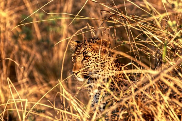 Wonderful Wildlife 2 Wonderful Wildlife 2