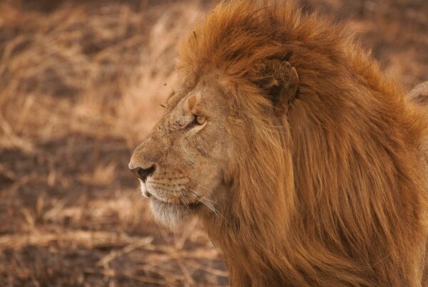 close-up of a lion resting in tall grass