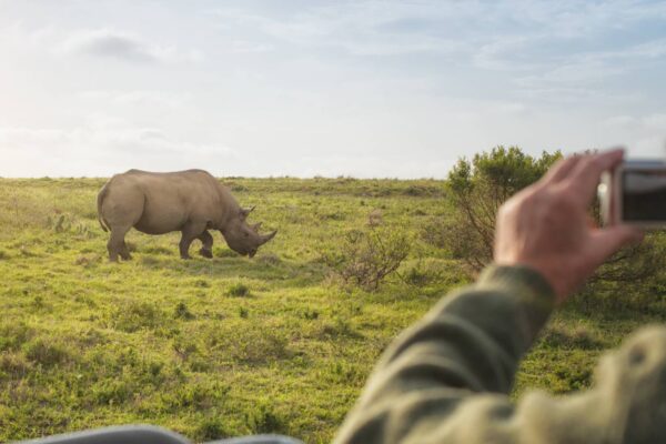 rhino sighting rhino sighting