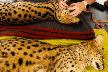 2 servals receiving medical attention or examination