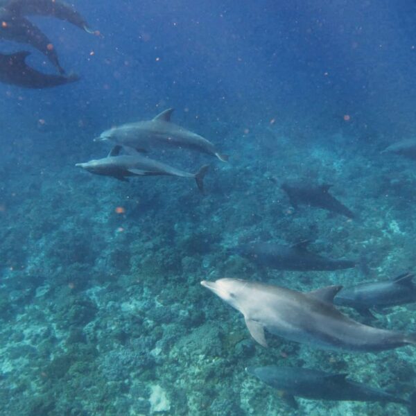 dolphin conservation