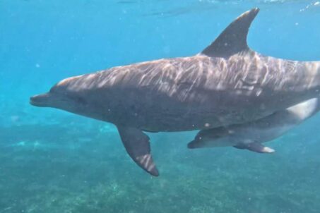 dolphin conservation