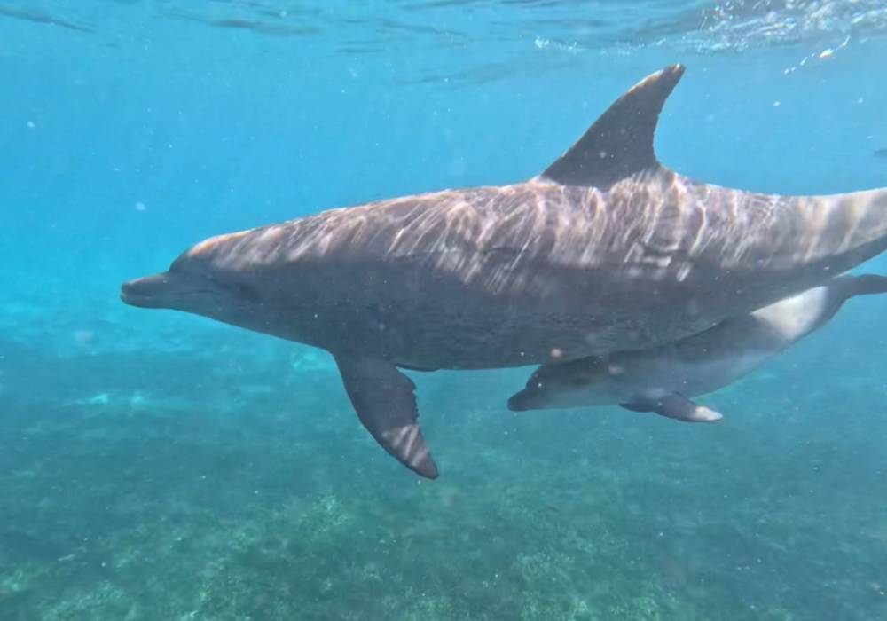 Gallery 1 dolphin conservation