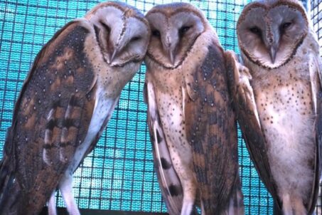 a group of three owls sitting on top of a cage