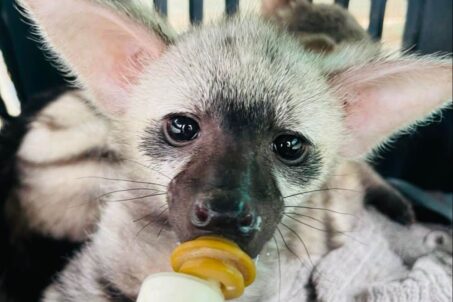 a close up of a small animal eating a banana