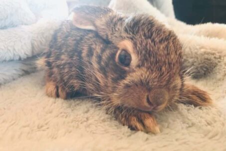 a close up of a small animal on a blanket