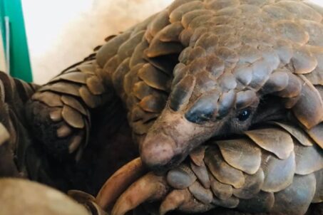 a close up of a large brown animal