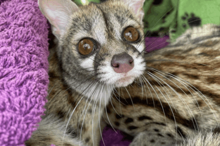a close up of a cat laying on a blanket