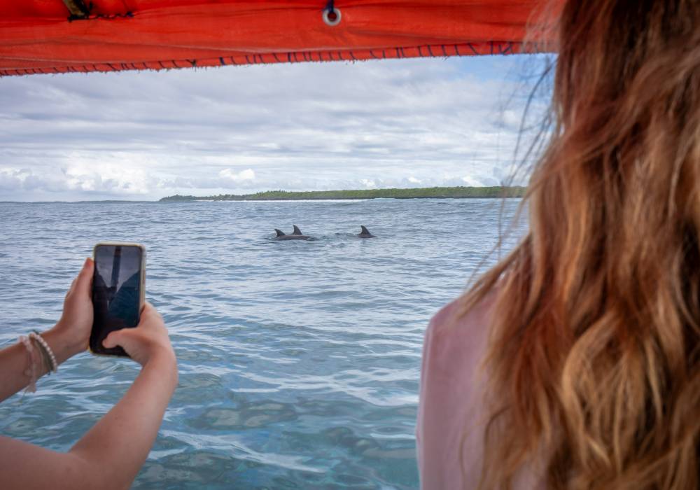 Gallery 9 dolphin conservation
