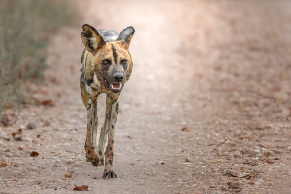 Gallery - African Wild Dog Gallery - African Wild Dog