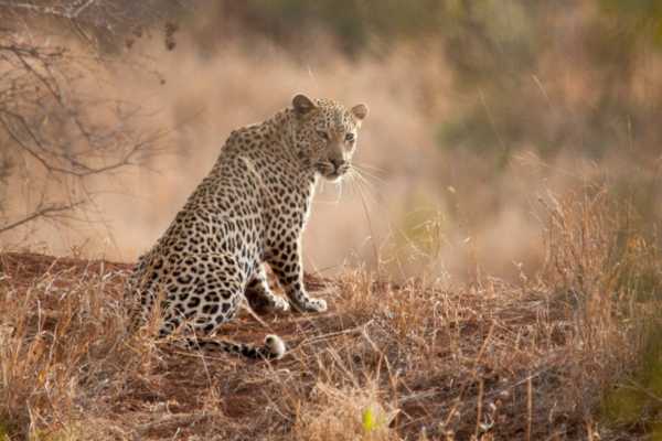 Gallery - Leopard Gallery - Leopard