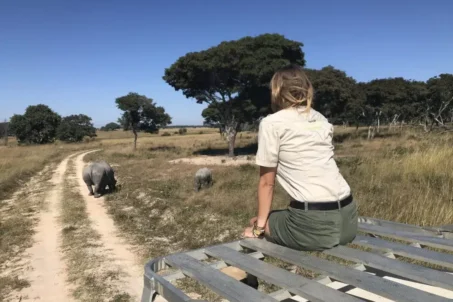 A woman sits on a bench, gazing at elephants in a serene outdoor setting.