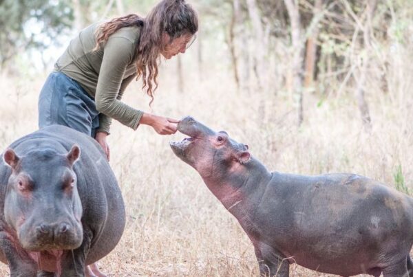 Woman feeds hippos in the wild, demonstrating close human-animal interaction