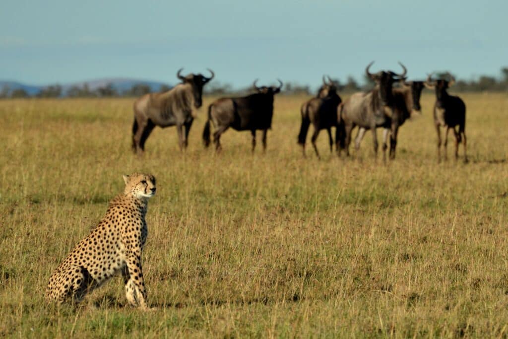 NATURAL BEAUTY Cheetah and wildebeest