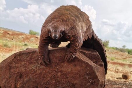 A pangolin perched on a rock in its natural habitat