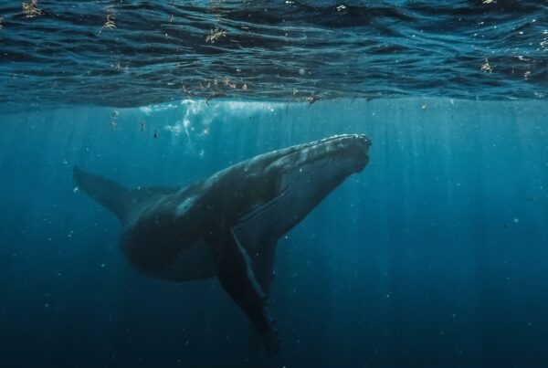 a whale underwater