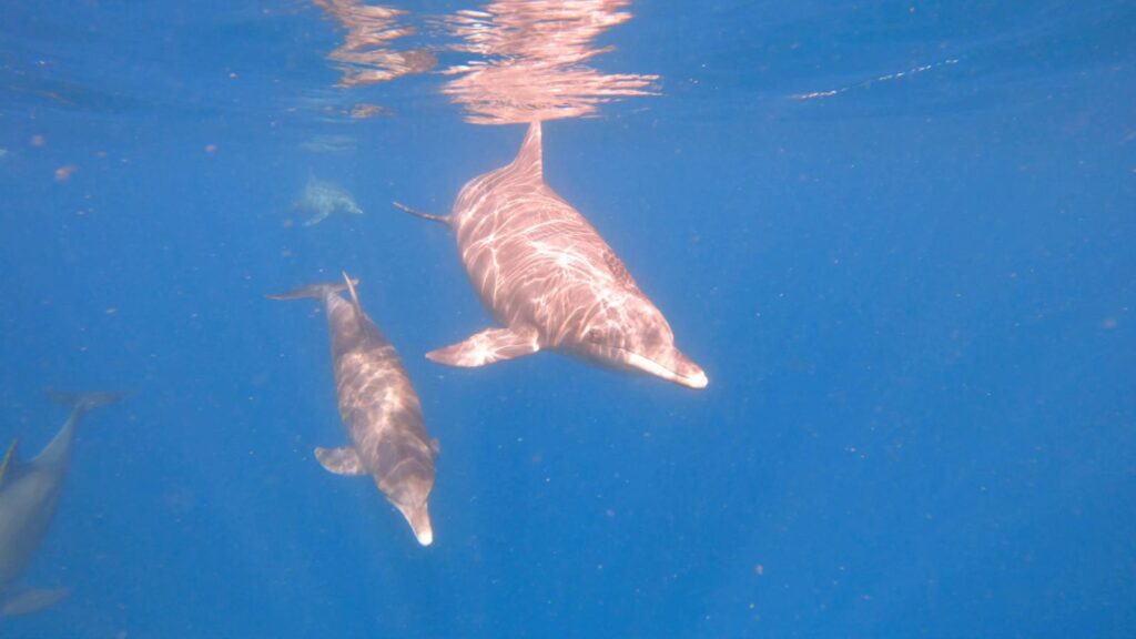 Zanzibar Dolphins dolphin conservation