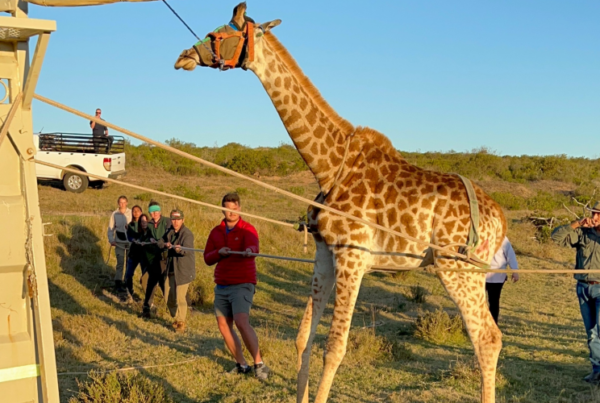 People assisting the giraffe