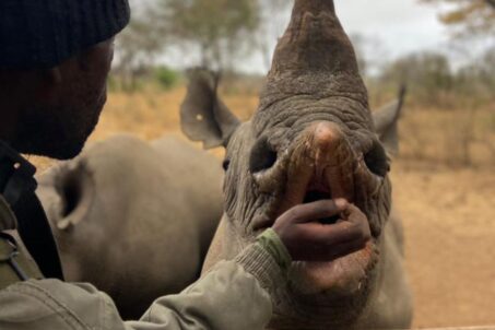 A man feeding a rhinoceros