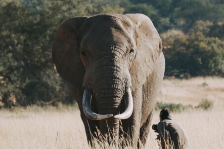 A photographer with an elephant