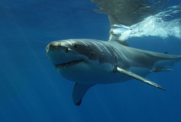 white shark swimming in the ocean