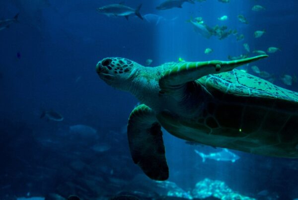 Sea turtle swimming underwater