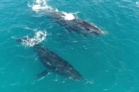 whales swimming(video holding)