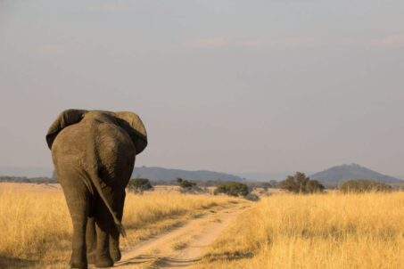 An elephant walking in a field