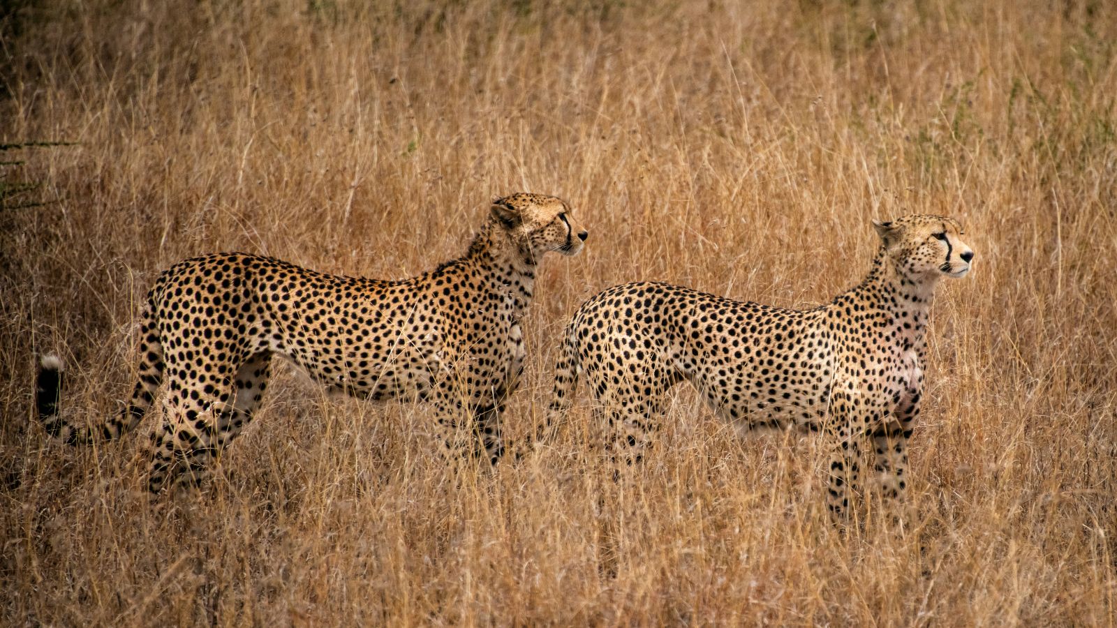 5 Best Projects for Volunteer Wildlife Conservation in Africa
