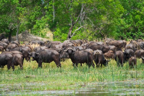 Moremi Game Reserve