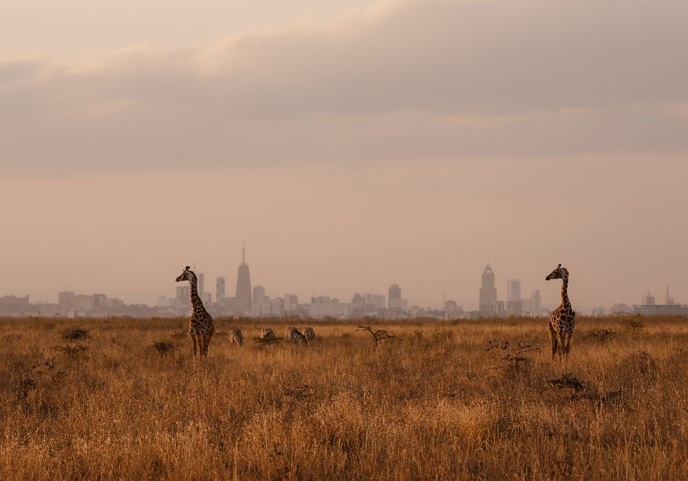 AdobeStock_454736879(1)