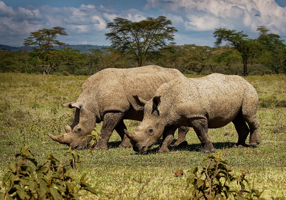 AdobeStock_459781389