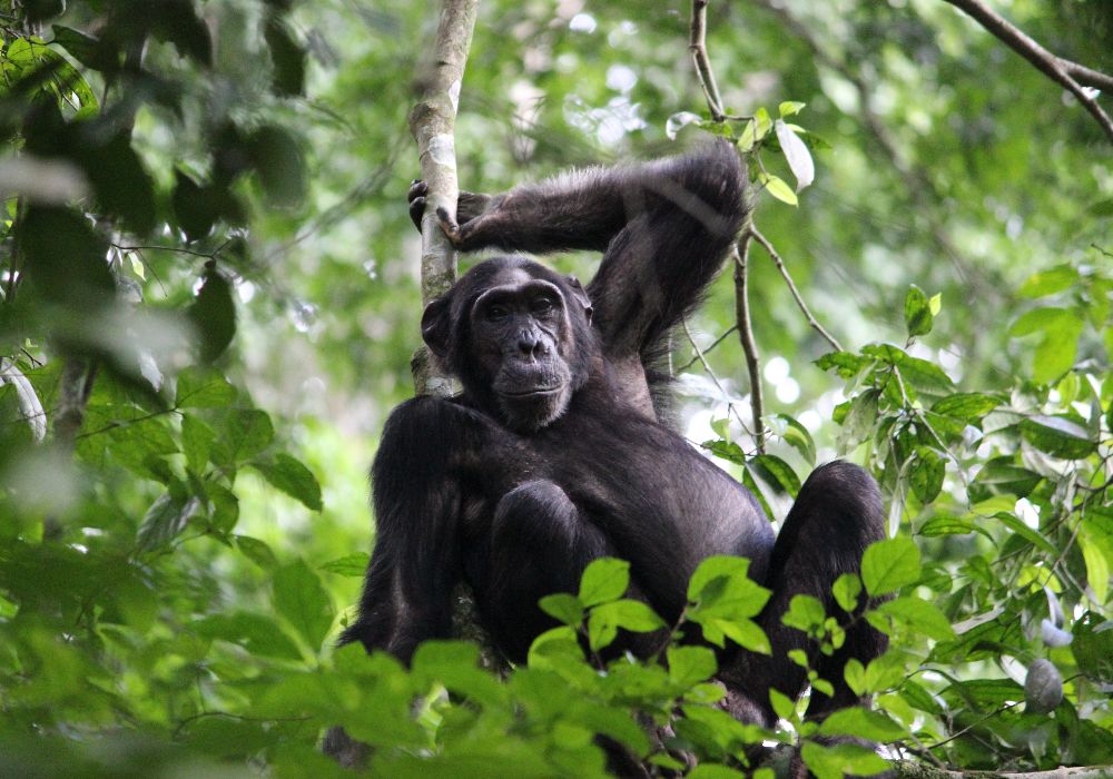 Chimp Trekking Murchison Falls
