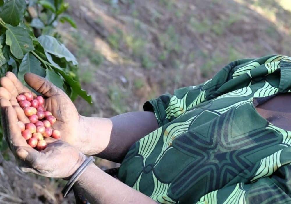 50529039_2164623937131496_7073641231900737536_n