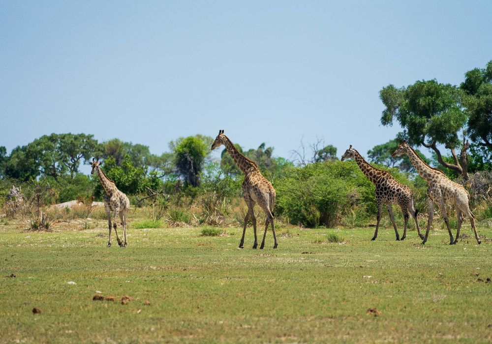 Mokoro Excursion Walk