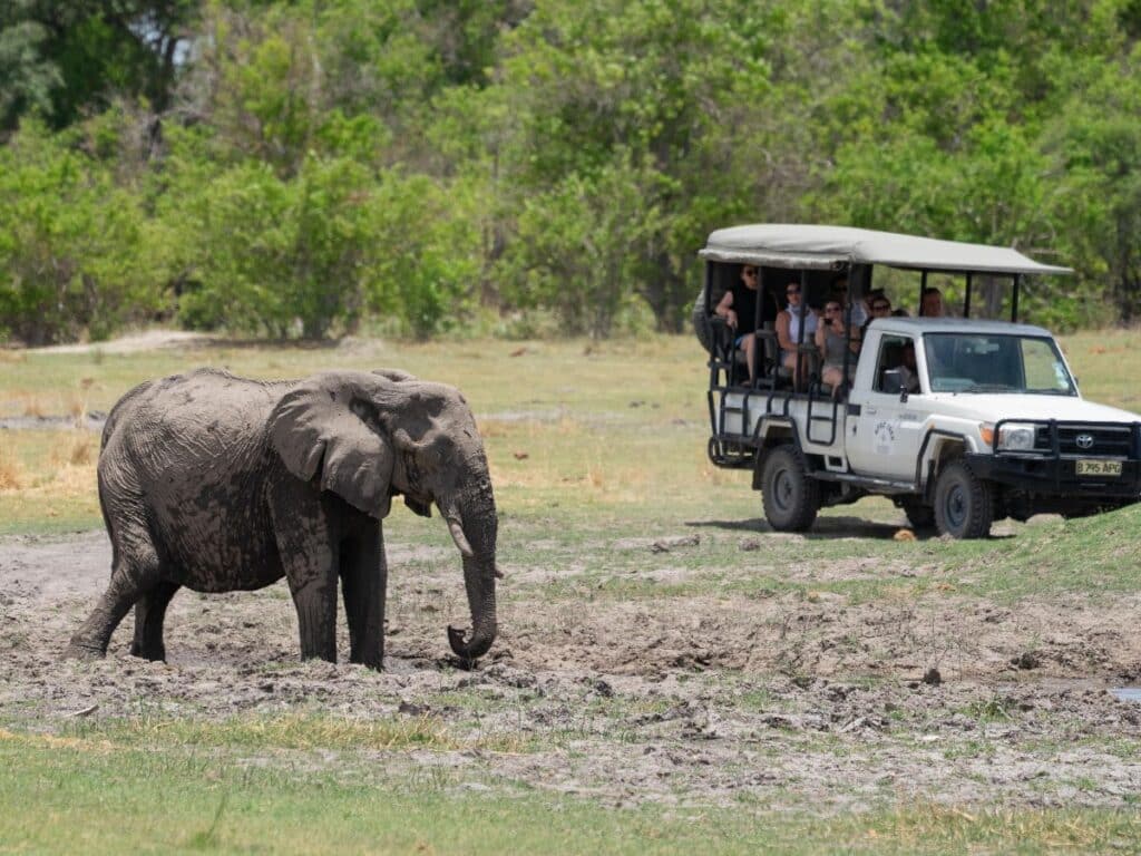 Moremi Game Reserve (3)