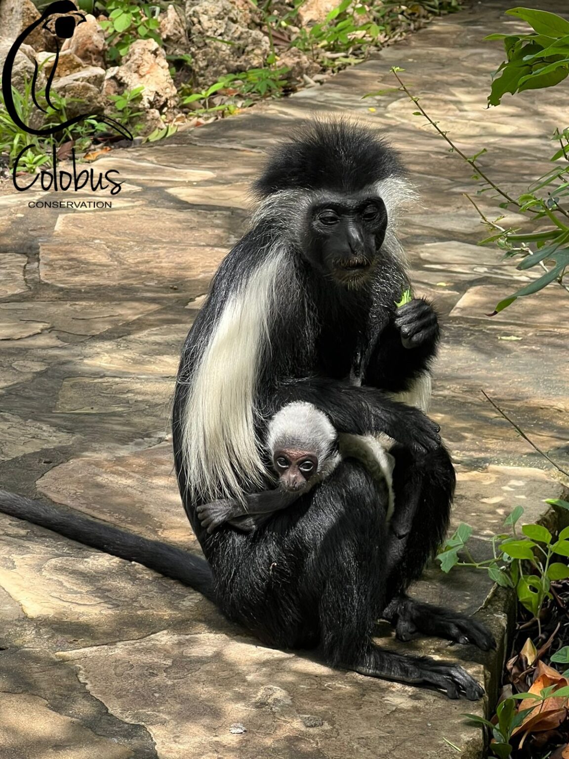 Colobus Monkey Conservation Volunteering in Kenya