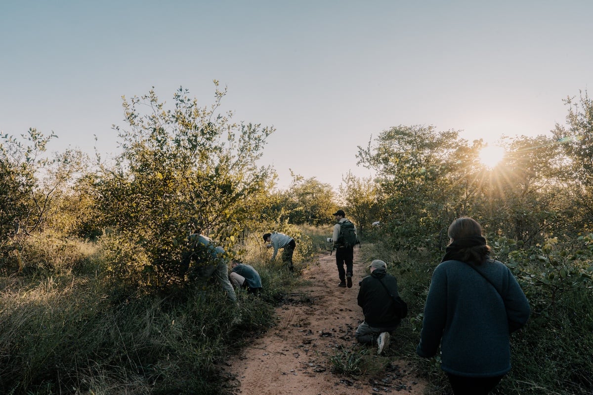 research in Mthimkulu Game Reserve, Greater Kruger, South Africa