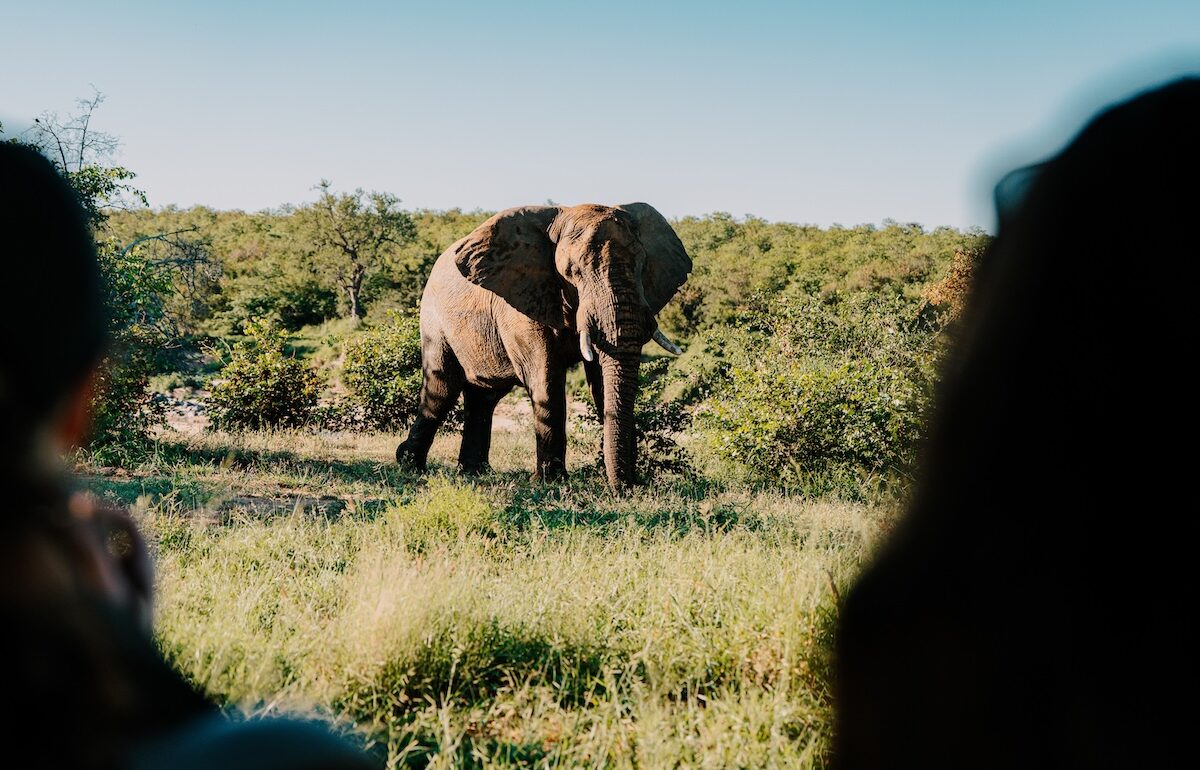 Elephant in Mthimkulu Game Reserve, Greater Kruger, South Africa