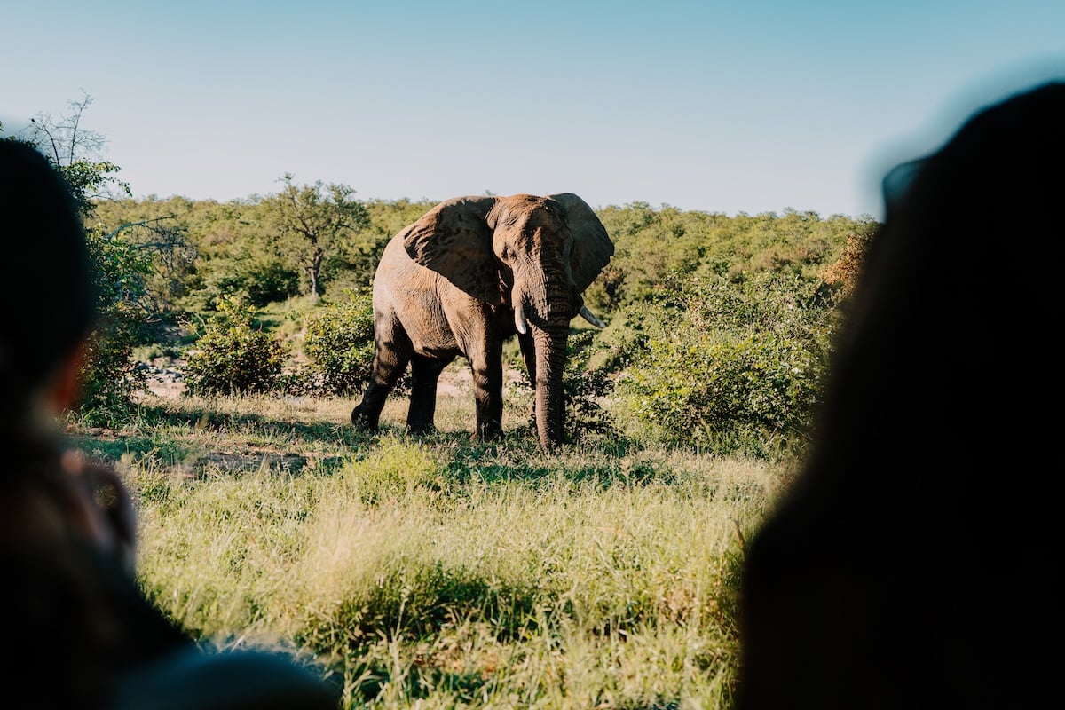 Elephant in Mthimkulu Game Reserve, Greater Kruger, South Africa